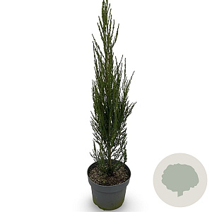 Juniperus s. 'Blue Arrow' 60-80 cm 4,0L