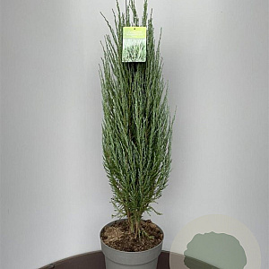 Juniperus s. 'Blue Arrow' 80-100 cm 10L