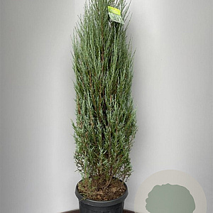 Juniperus s. 'Blue Arrow' 120-140 cm 20L