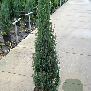 Juniperus s. 'Blue Arrow' 125-150 cm 12L