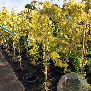 Metasequoia gl. Goldrush 150-175 cm 10L