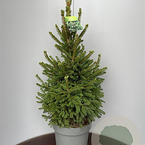 Picea a. 'Will's Zwerg' 90-120 cm 15L