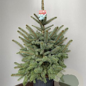 Picea pungens Super Blue Seedling 80-90 cm 18L