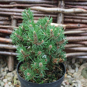 Pinus mugo 'Humpy' 50-60 cm 20L breed