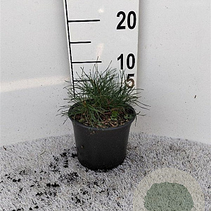 Pinus mugo mugo plantgoed 2,0L