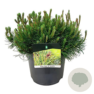 Pinus mugo pumilio 60-70 cm 35L platte bol