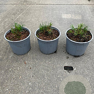 Pinus mugo pumilio plantgoed 2,0L