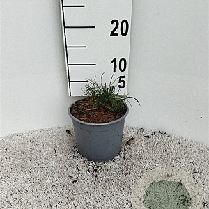 Pinus mugo pumilio plantgoed 2,0L