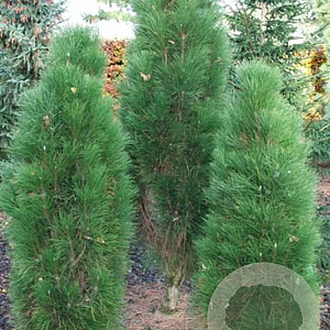 Pinus nigra 'Green Rocket' 200-250 cm cont. 180L