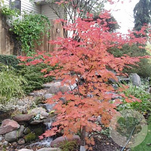 Acer pseudoplatanus 'North Wind' 175-200 cm 50L