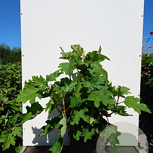 Hydrangea quercifolia 'Alice' 125-150 cm 35L
