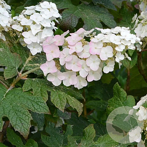 Hydrangea quercifolia 'Applause' 80-100 cm 35L