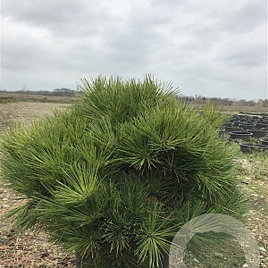 Pinus resinosa 'Nana' 70-80 cm 50L breed