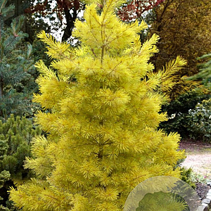 Pinus strobus 'Louie' 80-100 cm met kluit