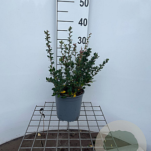 Berberis buxifolia 'Nana' 25-30 cm 2,5L