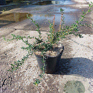 Berberis stenophylla 30-40 cm 3,0L