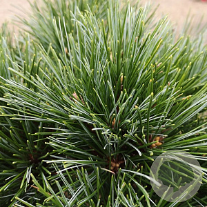 Pinus strobus 'Radiata' 125-150 cm met kluit solitair