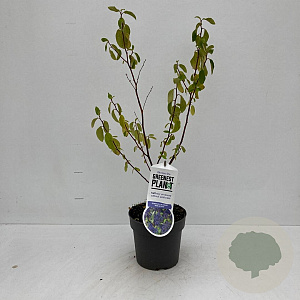 Ceanothus del. 'Henri Défossé' 25-30 cm 2,0L
