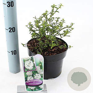 Ceanothus thyr. 'Millerton Point' 25-30 cm 2,0L