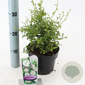 Ceanothus thyr. 'Millerton Point' 25-30 cm 2,0L