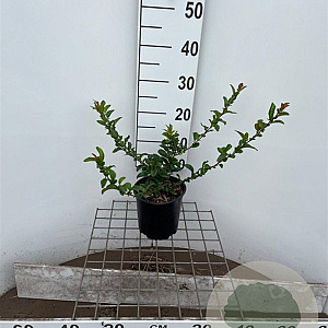 Chaenomeles sup. 'Salmon Horizon' 30-40 cm 2,5L