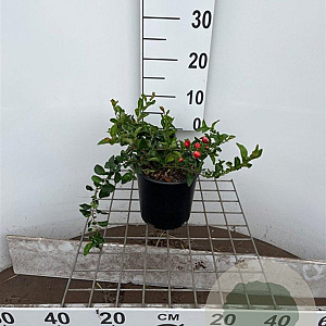 Chaenomeles sup. 'Texas Scarlet' 30-40 cm 2,5L