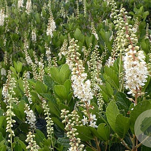 Clethra alnif. 'Hummingbird' 25-30 cm 2,0L