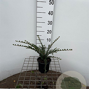 Cotoneaster horizontalis 30-40 cm C1.3