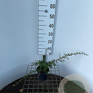 Cotoneaster suec. 'Skogholm' 30-40 cm C1.3