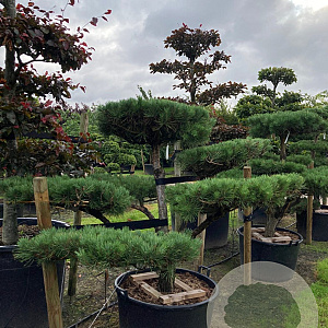 Pinus sylvestris 125-150 cm cont. 160L bonsai