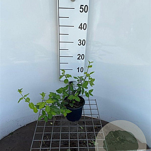 Euonymus fort. 'Dart's Blanket' 30-40 cm C1.3