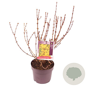 Forsythia int. Minigold 30-40 cm 3,0L