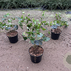 Hedera hibernica 80-100 cm C1.5