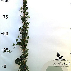 Hedera hibernica 125-150 cm 2,0L met stok