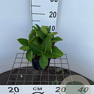 Hydrangea macrophylla 'Renate' 25-30 cm 2,0L