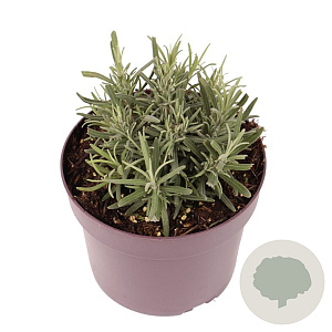 Lavandula ang. 'Dwarf Blue' GM 2,0L