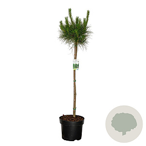 Pinus sylvestris 80 cm stam 10L bol