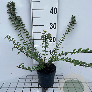 Lonicera pileata 30-40 cm C1.3