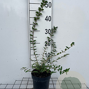 Lonicera pileata 'Moss Green' 30-40 cm C1.3