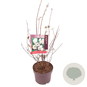 Philadelphus 'Belle Etoile' 30-40 cm 3,0L