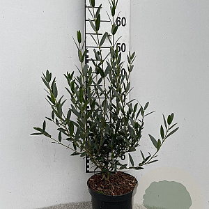 Phillyrea angustifolia 40-50 cm 3,0L