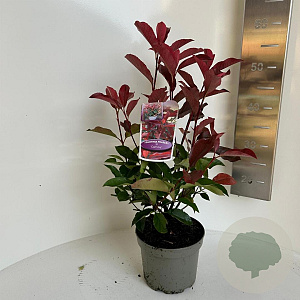 Photinia fraseri 'Camilvy' 25-30 cm 2,0L