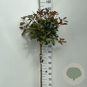 Photinia fraseri 'Red Robin' 90 cm stam 10L