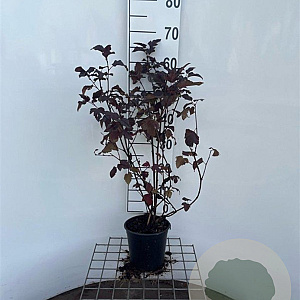 Physocarpus opulif. 'Andre' 40-50 cm 2,5L