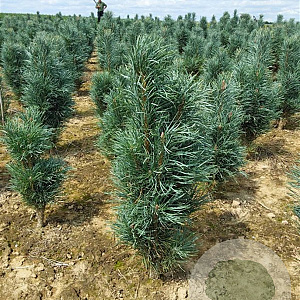Pinus sylv. 'Fastigiata' 80-100 cm met kluit