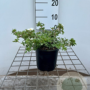 Potentilla f. 'Manchu' 25-30 cm C1.3