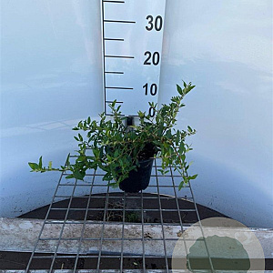 Pyracantha cocc. 'Red Cushion' 30-40 cm C1.3