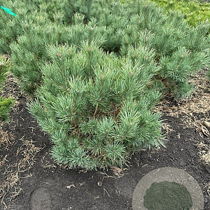 Pinus sylv. 'Watereri' 60-80 cm met kluit
