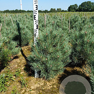 Pinus sylv. 'Watereri' 60-80 cm met kluit