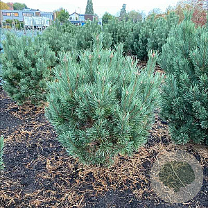 Pinus sylv. 'Watereri' 80-100 cm met kluit